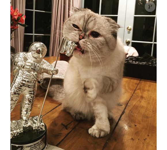 Le chat de Taylor Swift en train de machouiller le trophée que la chanteuse a offert à Mariska Hargitay pour sa performance dans son clip Bad Blood / photo postée sur Instagram.