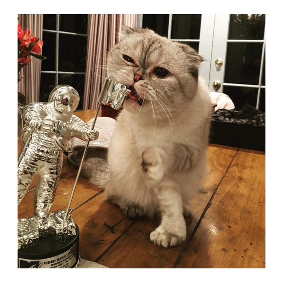 Le chat de Taylor Swift en train de machouiller le trophée que la chanteuse a offert à Mariska Hargitay pour sa performance dans son clip Bad Blood / photo postée sur Instagram.