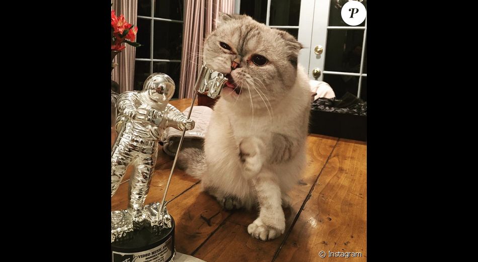 Le Chat De Taylor Swift En Train De Machouiller Le Trophee Que La Chanteuse A Offert A Mariska Hargitay Pour Sa Performance Dans Son Clip Bad Blood Photo Post Purepeople