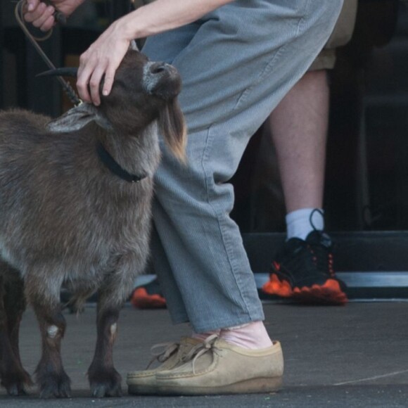 Amanda Seyfried, Tracy Morgan et Ed Helms avec pleins d'animaux sur le tournage de "The Clapper" à Los Angeles, le 7 juin 2016