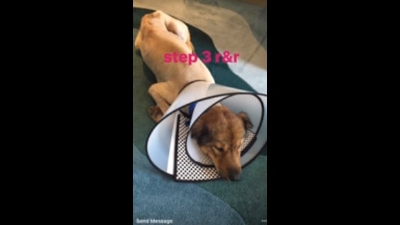 Orlando Bloom sauvant une chienne blessée des rues de Shanghai (octobre 2016).