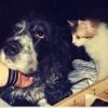 Teuf, le défunt chien de Valérie Damidot, Instagram, 2017