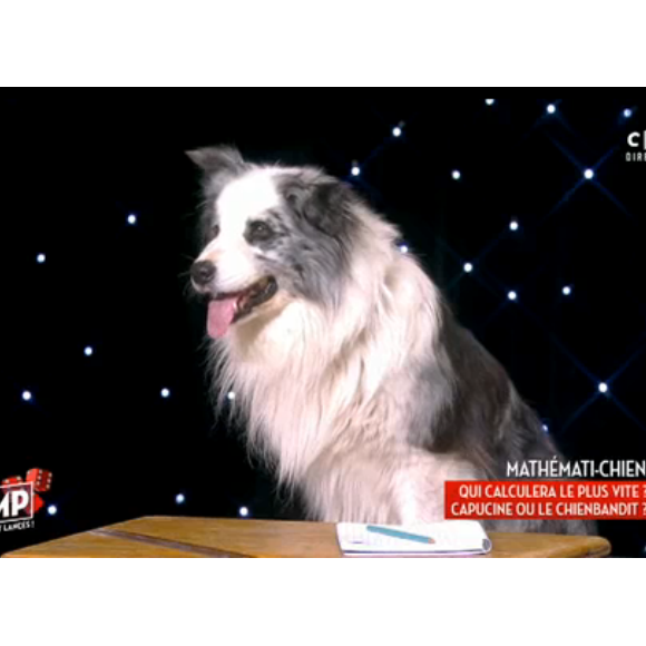 "Bandit" dans TPMP, le 6 avril 2017 sur C8.