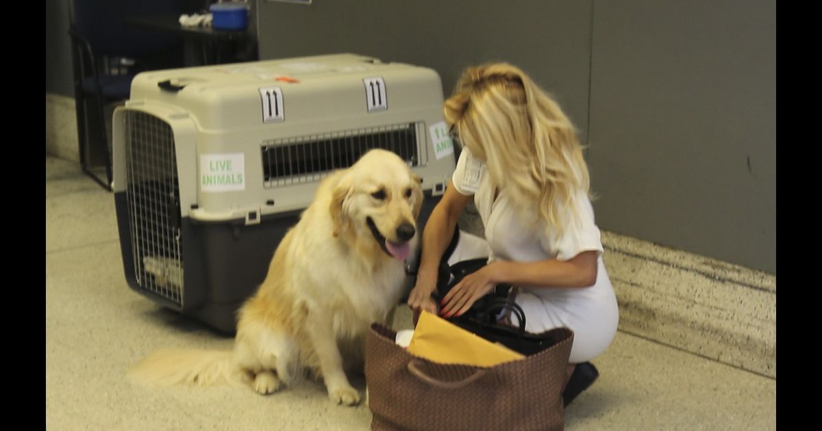 Pamela Anderson arrive à l'aéroport LAX de Los Angeles avec son chien