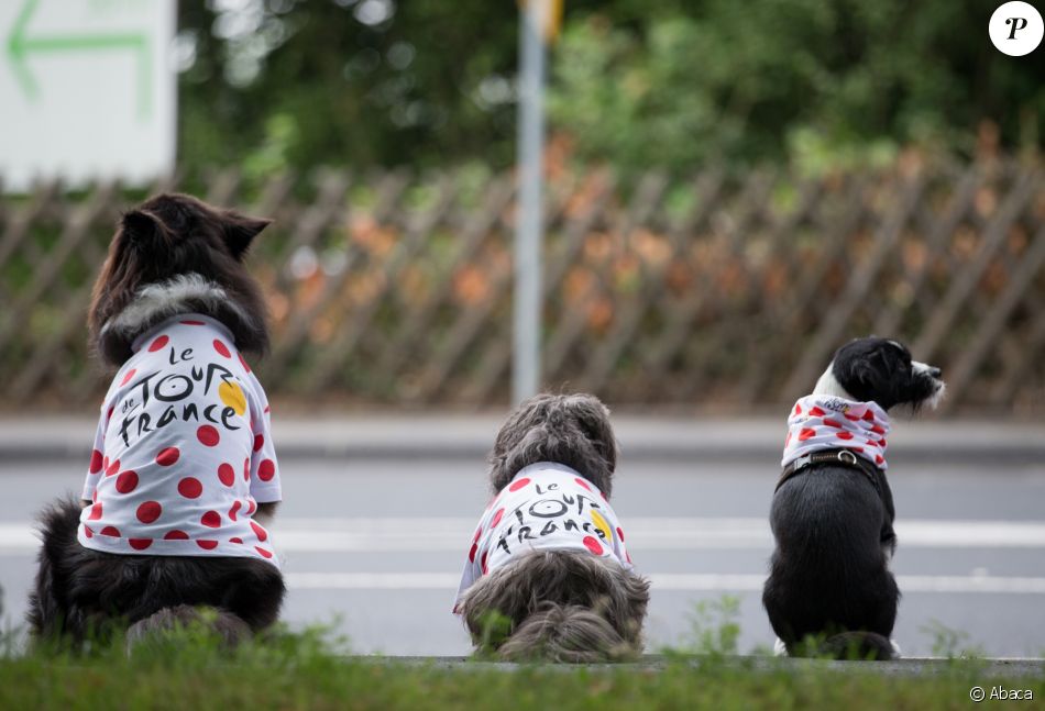 https://static1.purepeople.com/articles/7/24/23/17/@/3391036-des-chiens-en-maillot-du-tour-de-france-950x0-1.jpg