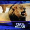 Le dentiste Walter Palmer est accusé d'avoir tué Cecil le Lion. Photo par Dennis Van Tine/ABACAPRESS.COM le 3 août 2015