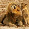 Deux lions au sein du Hwange National Park, au Zimbabwe. le 20 janvier 2014