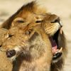 Un lion et une lionne au sein du Hwange National Park, au Zimbabwe. le 20 janvier 2014