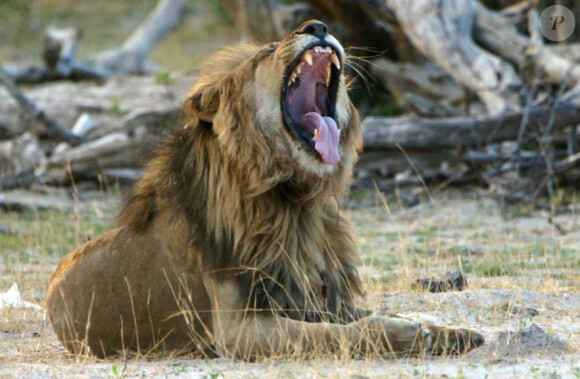 Un lion au sein du Hwange National Park, au Zimbabwe. le 20 janvier 2014