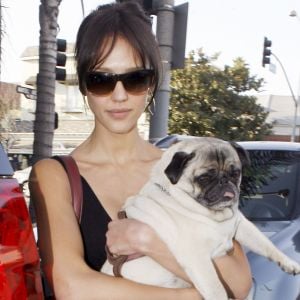 JESSICA ALBA ET SON CHIEN A LOS ANGELES 3707935 Jessica Alba leaves the vet in Los Angeles on September 30, 2009 with her faithful pug friend.30/09/2009 - Los Angeles