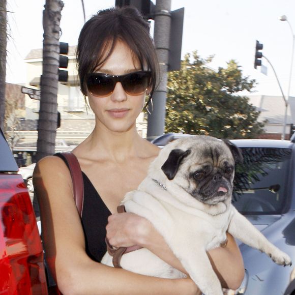 JESSICA ALBA ET SON CHIEN A LOS ANGELES 3707935 Jessica Alba leaves the vet in Los Angeles on September 30, 2009 with her faithful pug friend.30/09/2009 - Los Angeles