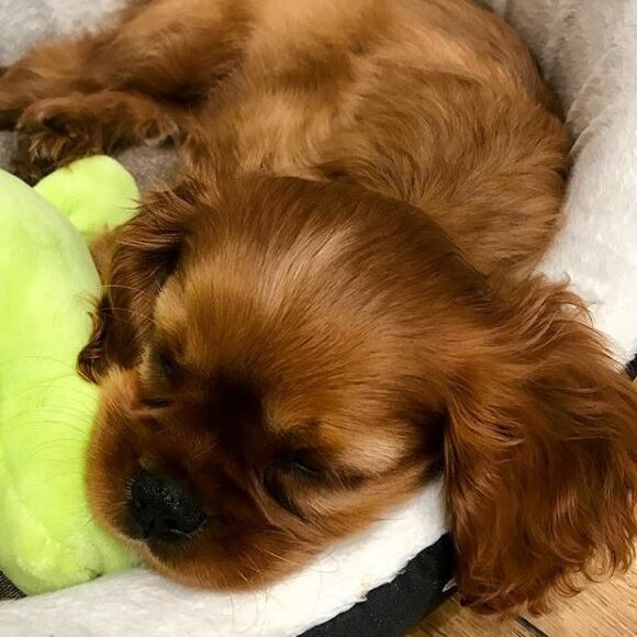 Carla Bruni-Sarkozy présente Nastasya, le Cavalier King Charles a deux mois qu'elle a adopté avec son mari Nicolas Sarkozy. Instagram, le 11 septembre 2017.