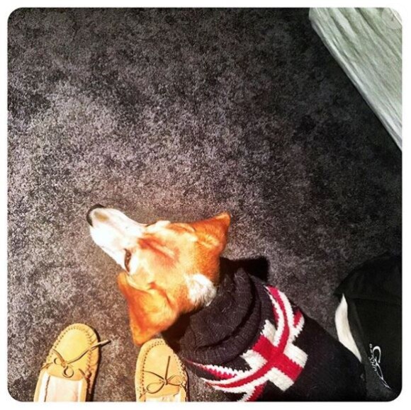 Meghan Markle et son beagle Guy portant le pull qu'avait auparavant son autre chien, BOgart, quand il était petit, photo Instagram 3 décembre 2016