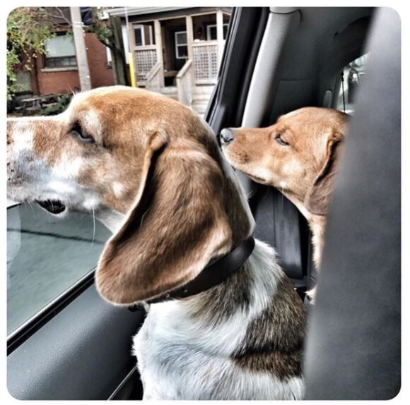 Meghan Markle, ses chiens Guy et Hobart en voiture, photo Instagram 30 octobre 2016
