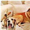 Guy et Hobart, les deux chiens de Meghan Markle, photo Instagram 16 septembre 2016