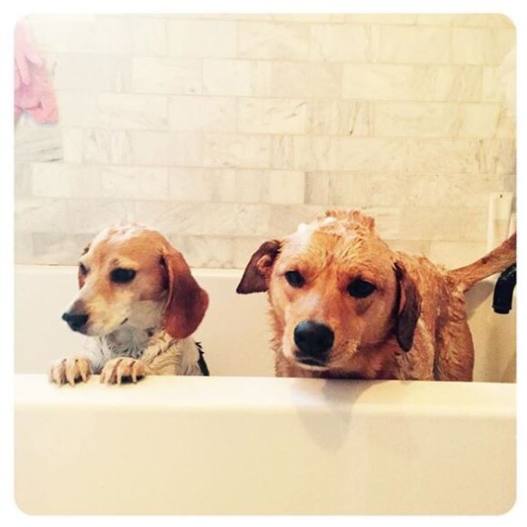 Guy et Hobart, les chiens de Meghan Markle, au bain, photo Instagram juillet 2016