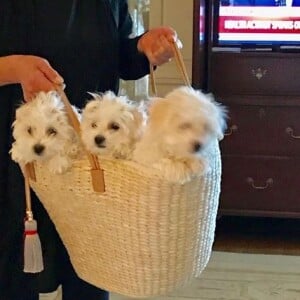 Barbra Streisand pose avec ses trois chiens, sur Instagram, décembre 2017