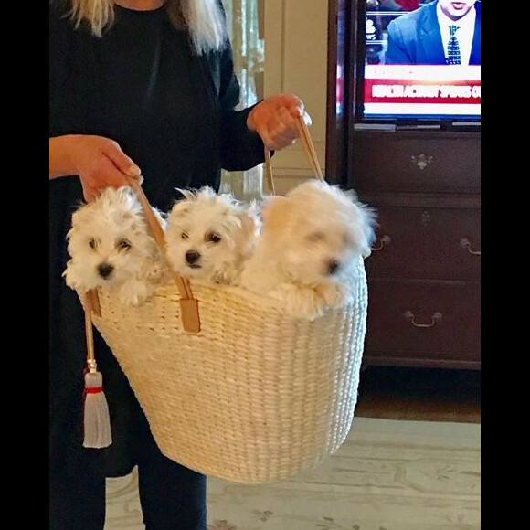 Barbra Streisand pose avec ses trois chiens, sur Instagram, décembre 2017