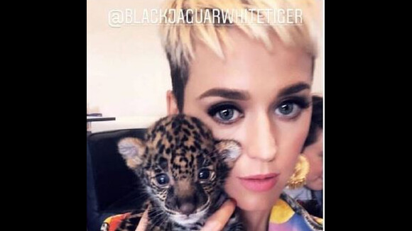 Katy Perry : Taclée pour ses photos avec des animaux sauvages...