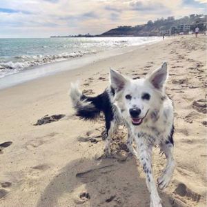 Yaël Abrot, amie de Laeticia Hallyday, a partagé quelques clichés souvenirs de leur dernière balade sur la plage de Malibu, le 6 mai 2018.