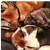 Meghan Markle : ses chiens Guy (beagle) et Hobart en pleine sieste, photo Instagram 6 novembre 2016