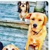 Guy et Hobart, les chiens de Meghan Markle, prennent la pose, photo Instagram août 2016