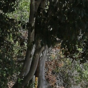 Ben Affleck retourne au centre de désintoxication Canyon Treatment Center après avoir passé la soirée chez lui à Los Angeles. Ben Affleck n'arrive pas à soigner son addiction à l'alcool. Le mercredi 22 août, quelques jours après avoir été aperçu avec un carton rempli de bouteilles, son ex-épouse J.Garner a dû l'accompagner au Canyon Treatment Center, le 5 septembre 2018  Ben Affleck returns to The Canyon Treatment Center with a companion after spending the evening at home. Sources report that Affleck is allowed to return home as part of his rehab routine. Shauna Sexton, who Affleck began dating shortly before entering rehab, reportedly had parked her car at his residence while he was there. 5th september 201805/09/2018 - Los Angeles