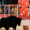 La vachette dans "Intervilles"