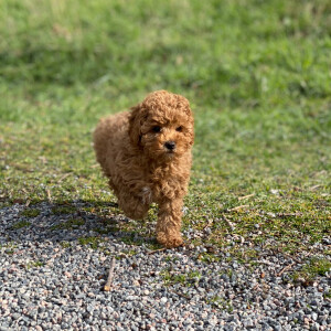 Rio, un jeune cavapoo qui a rejoint en avril 2020 la famille de la princesse héritière Victoria de Suède, de son mari le prince Daniel et de leurs enfants la princesse Estelle et le prince Oscar. Ici en train de se dégourdir les pattes dans le parc du palais Haga, au nord de Stockholm. © Princesse Victoria / Cour royale de Suède