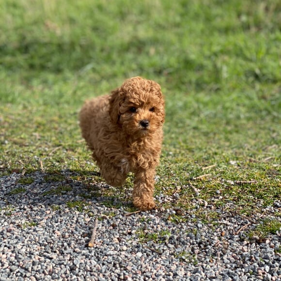 Rio, un jeune cavapoo qui a rejoint en avril 2020 la famille de la princesse héritière Victoria de Suède, de son mari le prince Daniel et de leurs enfants la princesse Estelle et le prince Oscar. Ici en train de se dégourdir les pattes dans le parc du palais Haga, au nord de Stockholm. © Princesse Victoria / Cour royale de Suède