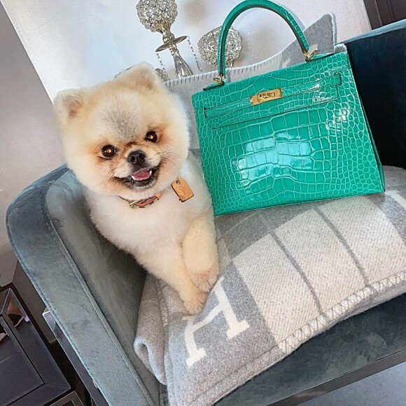 Hermès, le chien de Maeva Ghennam
