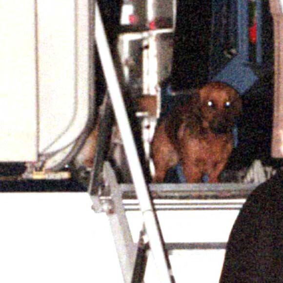 La reine Elizabeth et ses chiens à l'aéroport d'Heathrow en 1998.