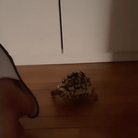 Amel Bent reçoit une invitée pour le week-end : la tortue de la classe de sa fille Sofia ! Janvier 2021.