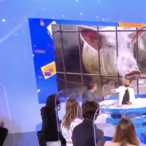 Benjamin Castaldi s'emporte dans "Touche pas à mon poste" contre une activiste pour la protection animale - C8