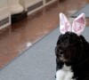 Bo, le chien de la famille Obama avec ses oreilles de lapin pour les fetes de Paques le 1er avril 2013.