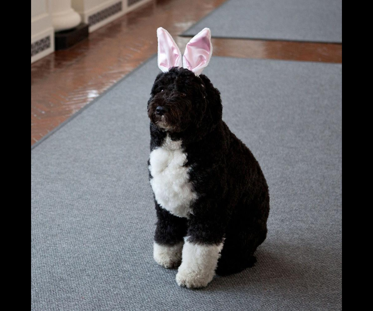 Photo Bo Le Chien De La Famille Obama Avec Ses Oreilles De Lapin Pour Les Fetes De Paques Le