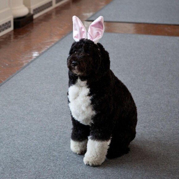 Bo, le chien de la famille Obama avec ses oreilles de lapin pour les fetes de Paques le 1er avril 2013.