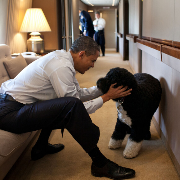 Barack Obama et son chien Bo à bord d'Air Force One en 2011.