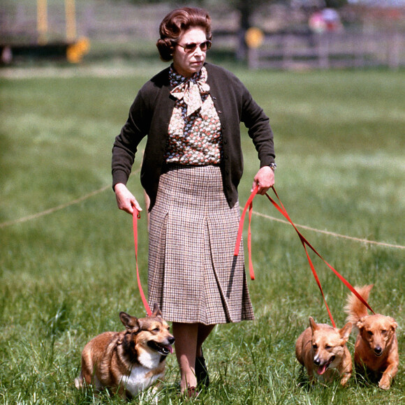 La reine Elizabeth II promenant ses chiens en mai 1980 à Windsor.