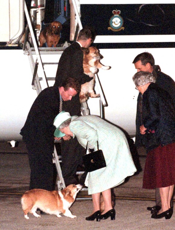 La reine Elizabeth et ses chiens à l'aéroport d'Heathrow en 1998.
