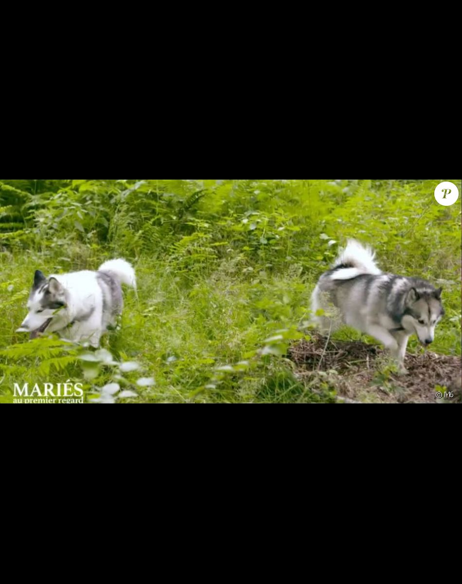 Les chiens d'Axel lors de l'épisode de "Mariés au premier regard 2022" du 28 mars, sur M6