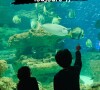 Léa Salamé de sortie avec ses enfants à l'Aquarium de Paris