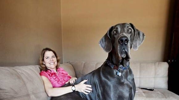 Voici le plus grand chien du monde !