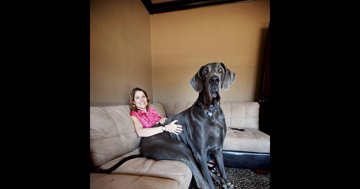 Plus Gros Chien Du Monde Guinness Plus Gros Chien Du Monde Guinness - Esam Solidarity