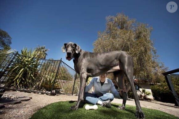 Giant George est le plus grand chien du monde, il mesure 1,10 mètres au garrot