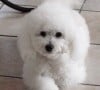 Ce mignon bichon frisé a accompagné sa maîtresse à tous les moments de sa vie