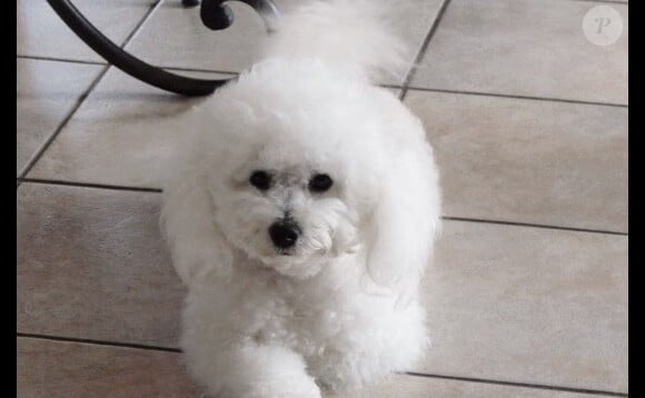 Ce mignon bichon frisé a accompagné sa maîtresse à tous les moments de sa vie