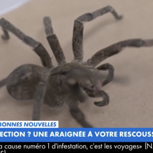 Un sujet sur les troubles de l'érection soignables grâce à une araignée évoqué dans "L'Heure des Pros" sur CNews.