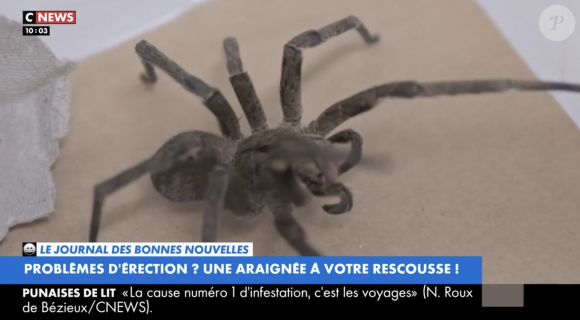 Un sujet sur les troubles de l'érection soignables grâce à une araignée évoqué dans "L'Heure des Pros" sur CNews.
