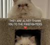 Après avoir craint que ses deux chats n'aient péri dans l'incendie, Cara s'est rendue sur son Instagram pour confirmer que ses chats persans blancs avaient en fait été sauvés par les pompiers.
Cara Delevingne, Instagram